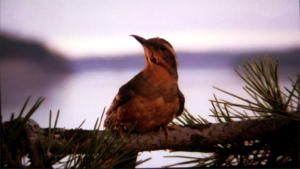 twinpeaksbird